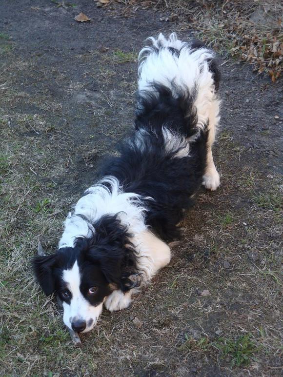 Pierwsze najpsy zgłoszone: Luna,  Vito, Fido ...