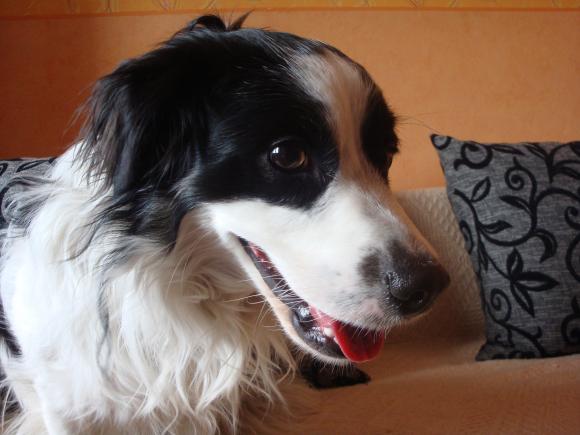 Pierwsze najpsy zgłoszone: Luna,  Vito, Fido ...