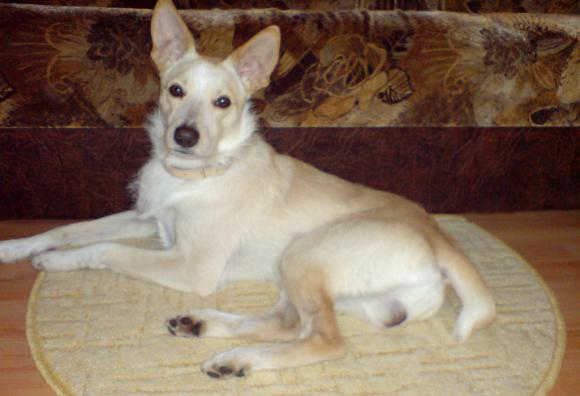 Pierwsze najpsy zgłoszone: Luna,  Vito, Fido ...