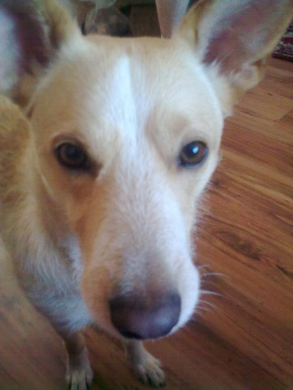 Pierwsze najpsy zgłoszone: Luna,  Vito, Fido ...