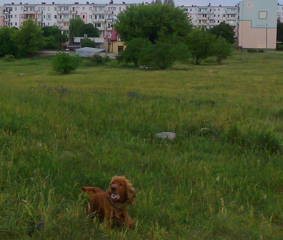 Pierwsze najpsy zgłoszone: Luna,  Vito, Fido ...