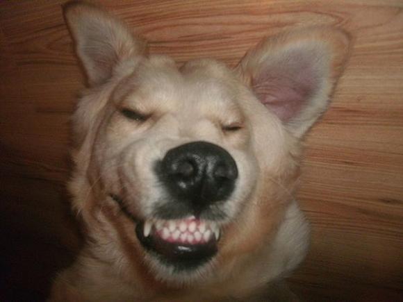 Pierwsze najpsy zgłoszone: Luna,  Vito, Fido ...