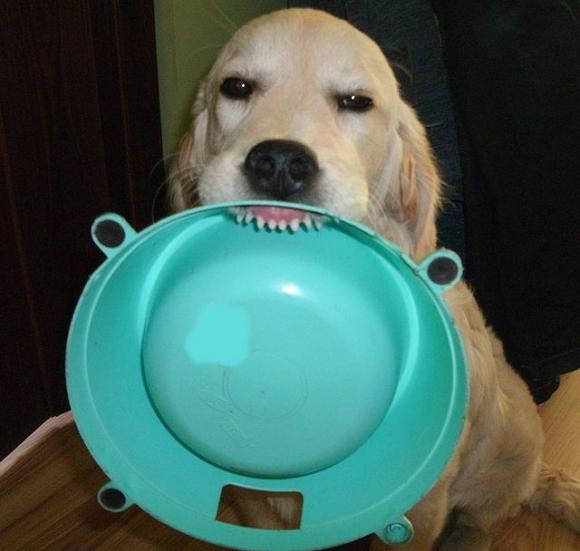 Pierwsze najpsy zgłoszone: Luna,  Vito, Fido ...