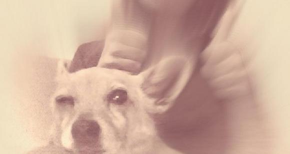 Pierwsze najpsy zgłoszone: Luna,  Vito, Fido ...