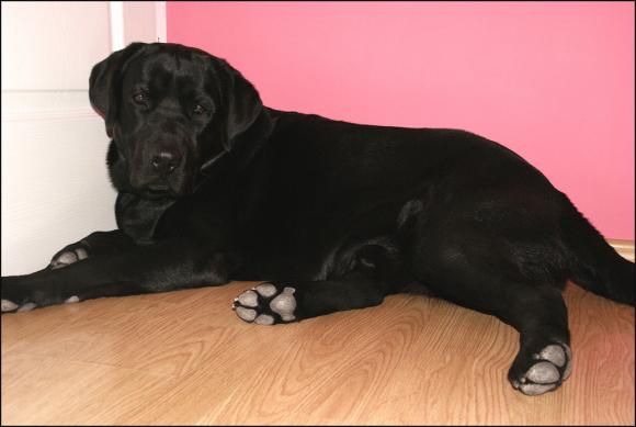 Pierwsze najpsy zgłoszone: Luna,  Vito, Fido ...