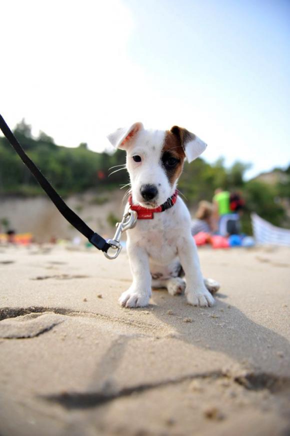 Wybieramy NAJPSA. Psiaki od rana do wieczora