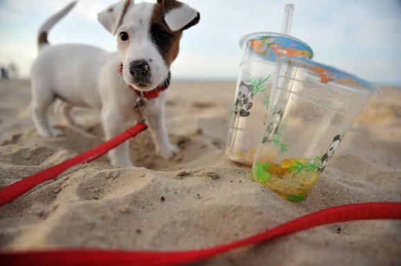 Wybieramy NAJPSA. Psiaki od rana do wieczora