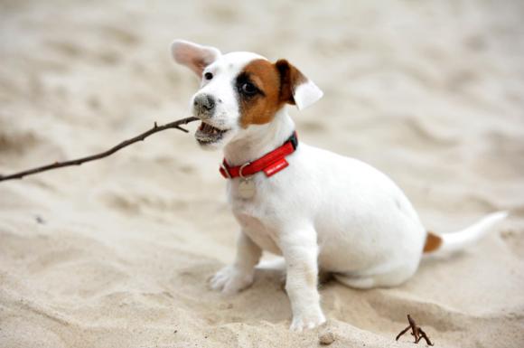 Wybieramy NAJPSA. Psiaki od rana do wieczora