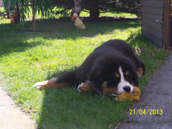 Wybieramy NAJPSA. Psiaki od rana do wieczora