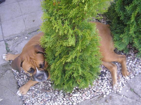 Wybieramy NAJPSA. Psiaki od rana do wieczora