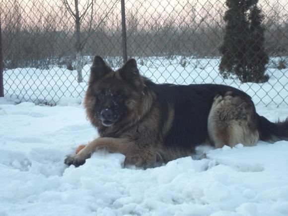 Wybieramy NAJPSA. Psiaki od rana do wieczora