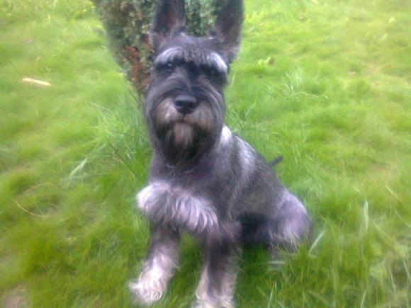 Wybieramy NAJPSA. Psiaki od rana do wieczora