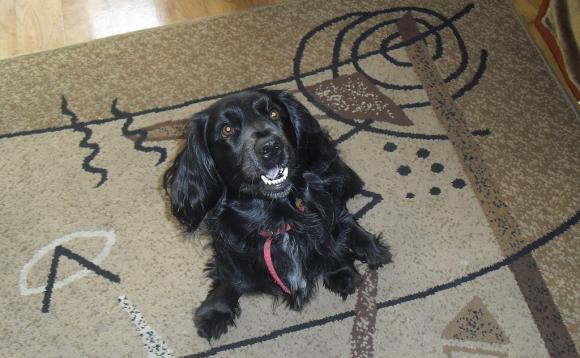 Wybieramy NAJPSA. Psiaki od rana do wieczora