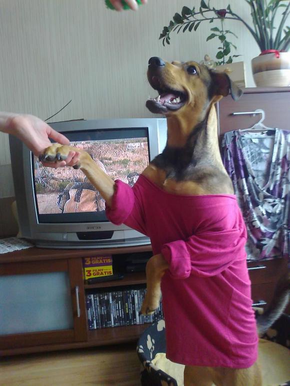 Wybieramy NAJPSA. Psiaki od rana do wieczora