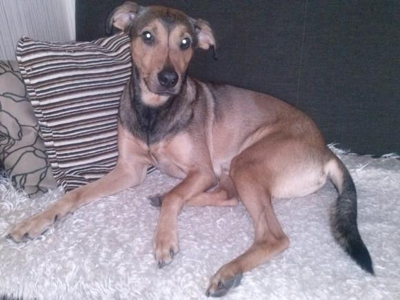 Wybieramy NAJPSA. Psiaki od rana do wieczora