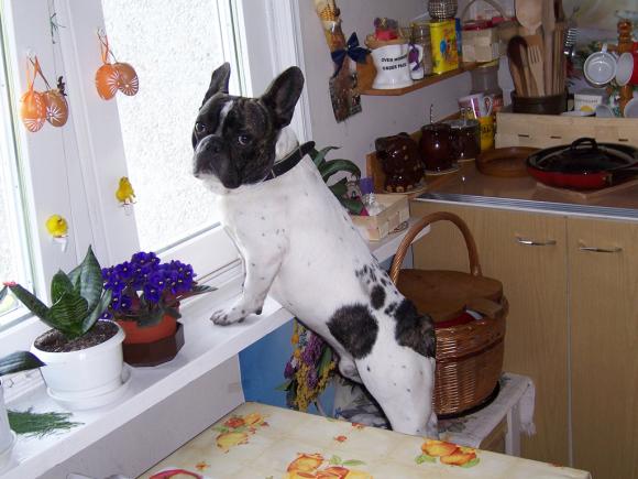 Wybieramy NAJPSA. Psiaki od rana do wieczora