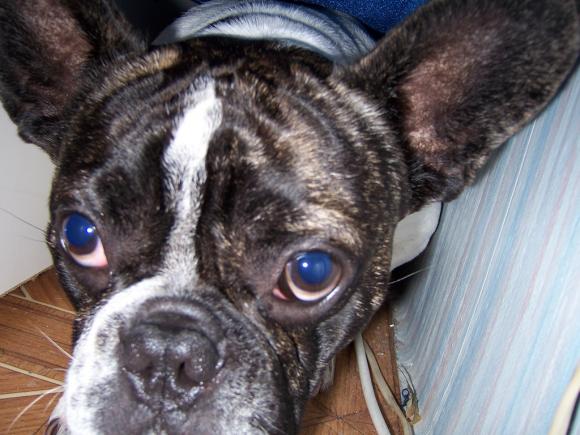 Wybieramy NAJPSA. Psiaki od rana do wieczora