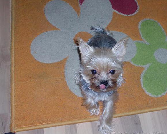 Wybieramy NAJPSA. Psiaki od rana do wieczora