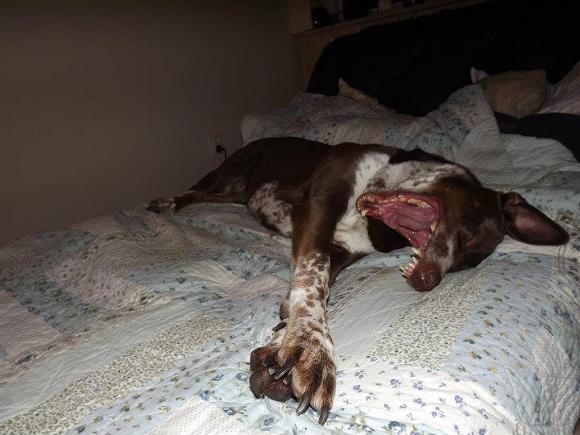 Wybieramy NAJPSA. Psiaki od rana do wieczora