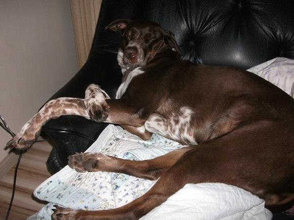 Wybieramy NAJPSA. Psiaki od rana do wieczora