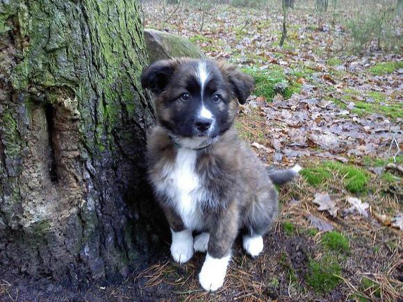 Wybieramy NAJPSA. Psiaki od rana do wieczora