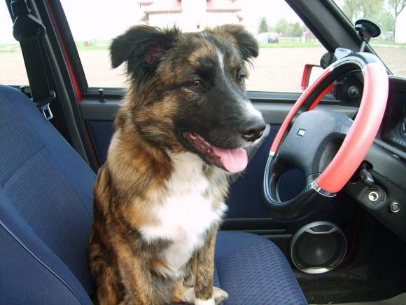 Wybieramy NAJPSA. Psiaki od rana do wieczora