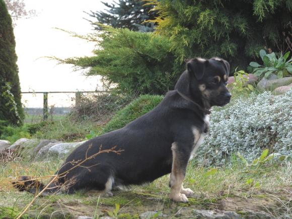 Wybieramy NAJPSA. Psiaki od rana do wieczora