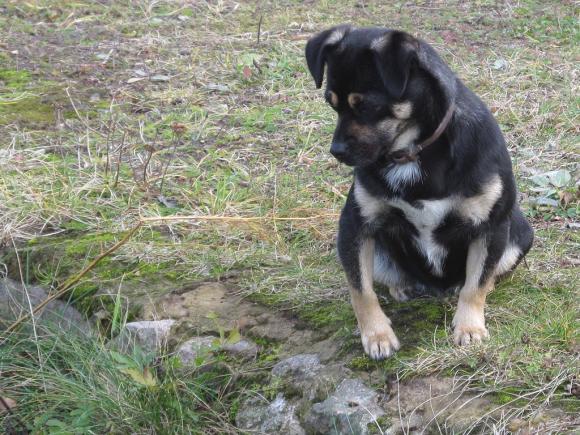 Wybieramy NAJPSA. Psiaki od rana do wieczora