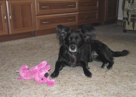 Wybieramy NAJPSA. Psiaki od rana do wieczora