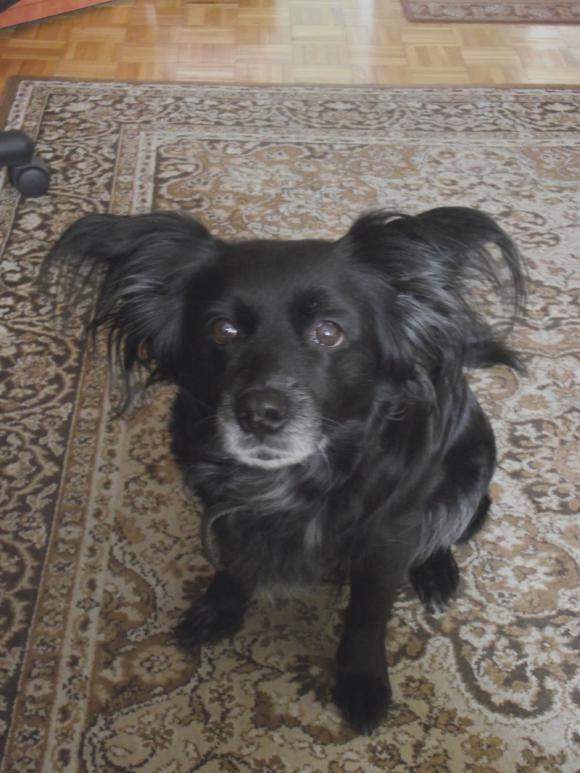 Wybieramy NAJPSA. Psiaki od rana do wieczora