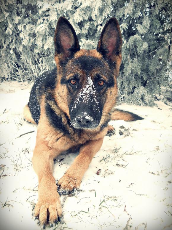 Wybieramy NAJPSA. Psiaki od rana do wieczora