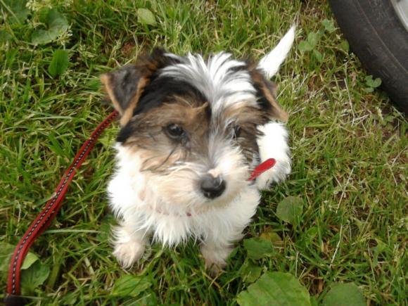 Wybieramy NAJPSA. Psiaki od rana do wieczora