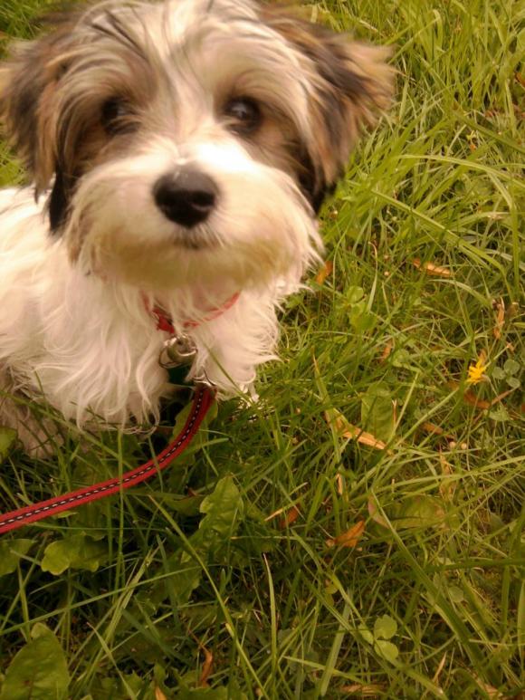 Wybieramy NAJPSA. Psiaki od rana do wieczora