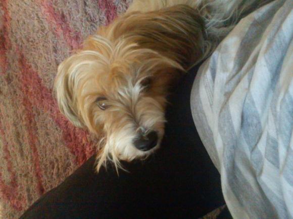 Wybieramy NAJPSA. Psiaki od rana do wieczora