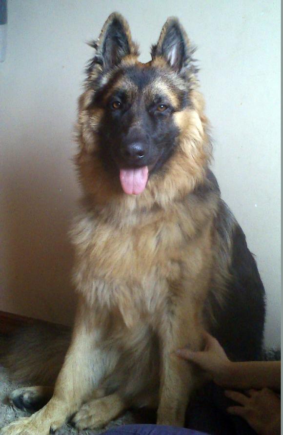 Najmilsze sierściuchy na świecie. NAJPSÓW przybywa