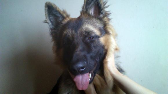 Najmilsze sierściuchy na świecie. NAJPSÓW przybywa