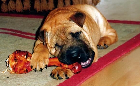 Najmilsze sierściuchy na świecie. NAJPSÓW przybywa