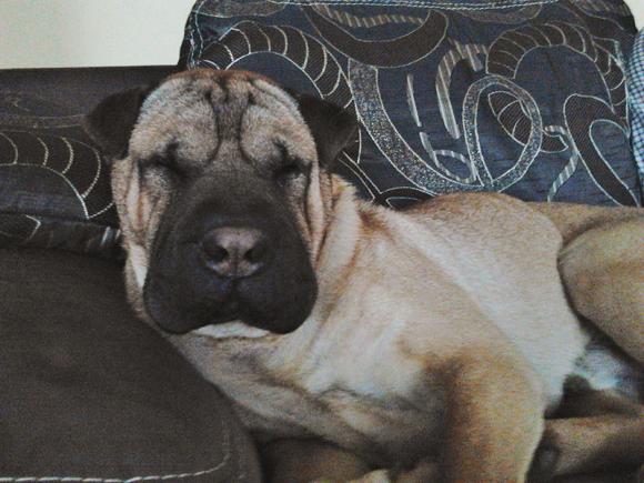 Najmilsze sierściuchy na świecie. NAJPSÓW przybywa