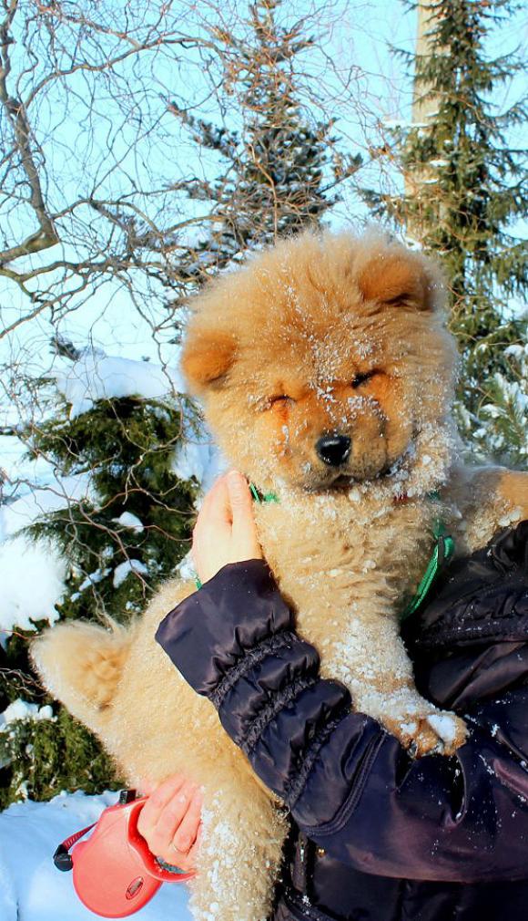 Najmilsze sierściuchy na świecie. NAJPSÓW przybywa