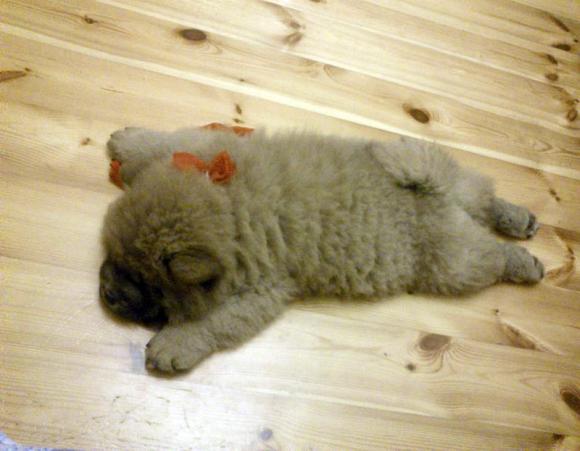 Najmilsze sierściuchy na świecie. NAJPSÓW przybywa