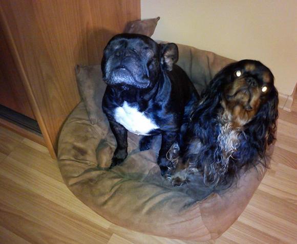 Najmilsze sierściuchy na świecie. NAJPSÓW przybywa