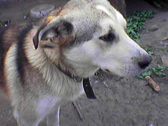 Najmilsze sierściuchy na świecie. NAJPSÓW przybywa