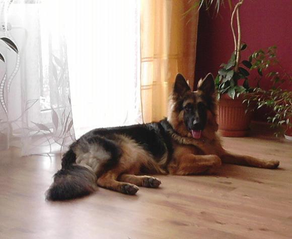 Najmilsze sierściuchy na świecie. NAJPSÓW przybywa