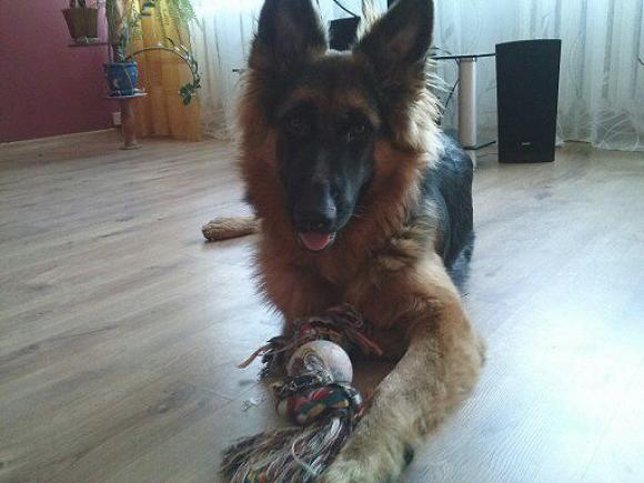 Najmilsze sierściuchy na świecie. NAJPSÓW przybywa