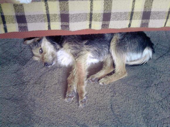 Najmilsze sierściuchy na świecie. NAJPSÓW przybywa