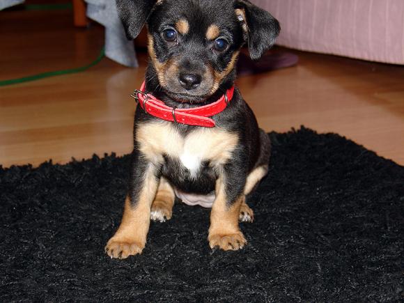 Najmilsze sierściuchy na świecie. NAJPSÓW przybywa