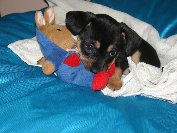 Najmilsze sierściuchy na świecie. NAJPSÓW przybywa