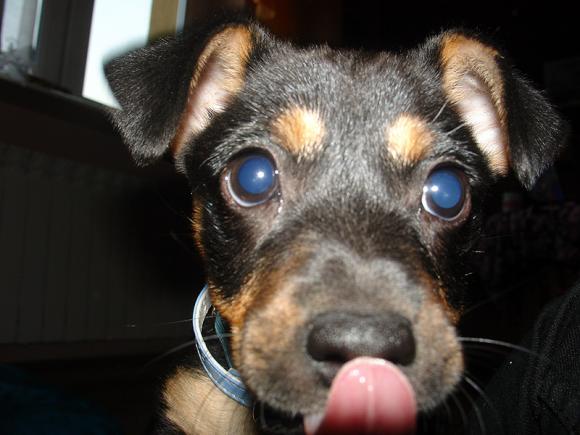 Najmilsze sierściuchy na świecie. NAJPSÓW przybywa