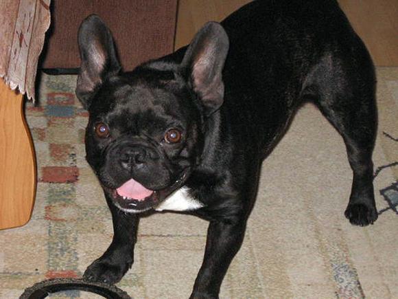 Najmilsze sierściuchy na świecie. NAJPSÓW przybywa