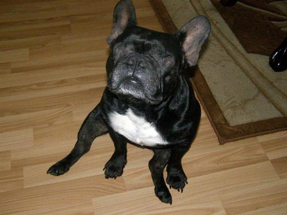 Najmilsze sierściuchy na świecie. NAJPSÓW przybywa